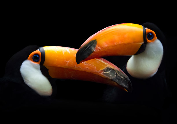 一对巨嘴鸟图片下载