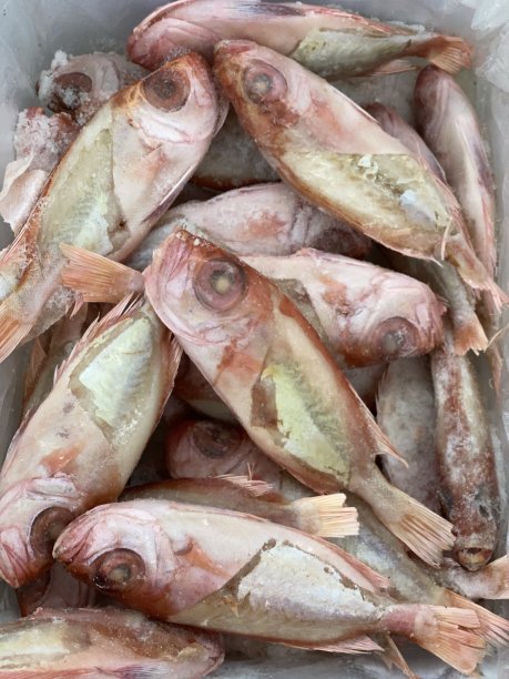 冷冻鱼肉类图片下载