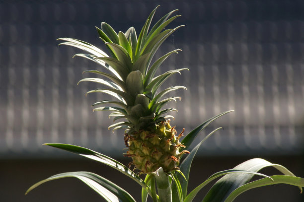 菠萝种在花盆里图片下载