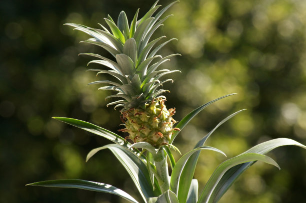 菠萝种在花盆里图片下载