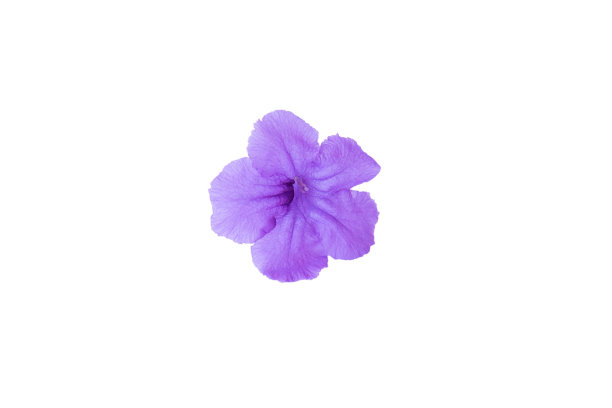 紫色花孤立在白色背景上。图片下载