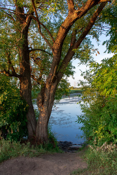 日落时分，绿树丛中长满杂草的池塘。农村景观图片下载