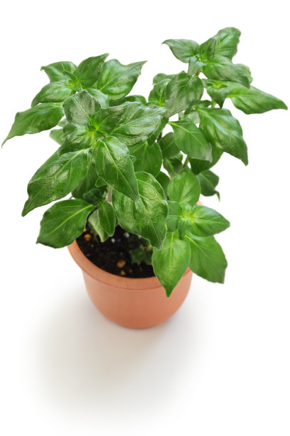 盆栽香菇图片下载