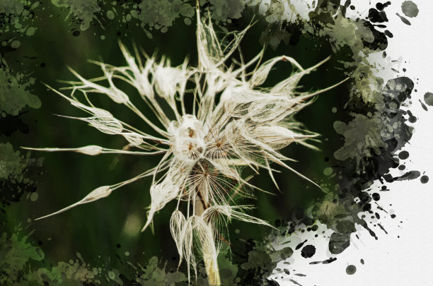 山羊草或角雉种子的特写镜头。湿漉漉的草地图片下载