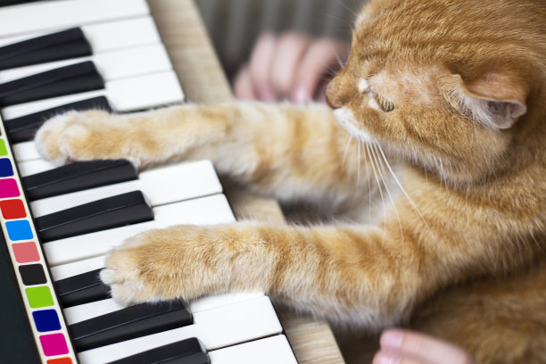 孩子们的手握着一只猫。键盘上的猫爪。猫和钢琴。的爱好。生活是偷窃。从上面的观点图片下载