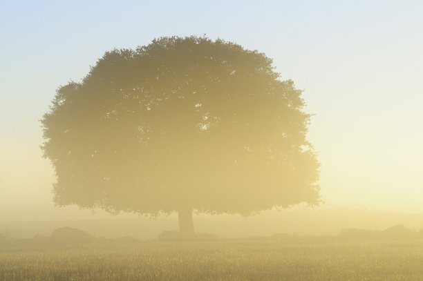 自然世界中孤立的树木图片下载