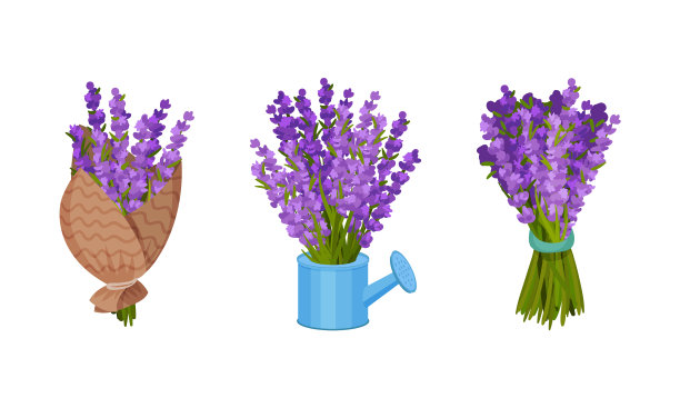 将紫色薰衣草树枝束在浇水罐中图片下载