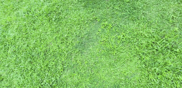 草地的背景。绿色草地背景纹理室外。图片下载