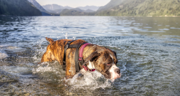 顽皮有趣的拳击狗在水里游泳。图片下载