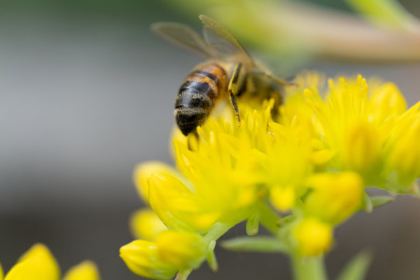 蜜蜂图片下载