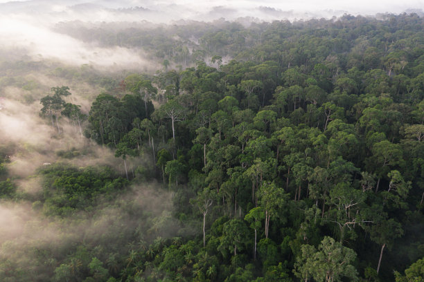 热带丛林，婆罗洲热带雨林的美景图片下载