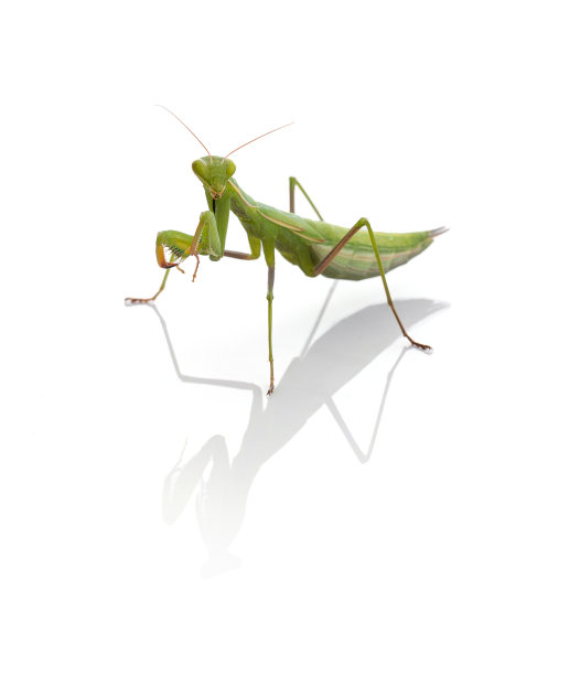 幼年螳螂（Mantis religiosa）图片下载