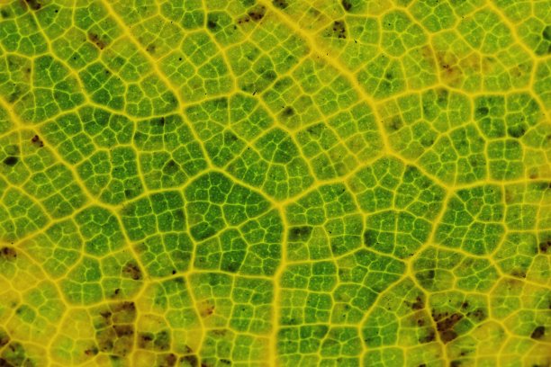 封闭的绿叶正在腐烂。图片下载