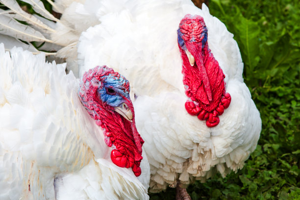 绿色草地上长着羽毛的家养白色火鸡。土耳其头像正面视图。特写镜头背景纹理。图片下载