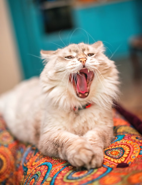 一只长着蓝眼睛的西伯利亚猫躺在沙发上打呵欠图片下载