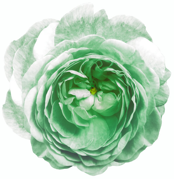 玫瑰花绿色。孤立在白色背景上。没有阴影与剪切路径。特写镜头。大自然。图片下载