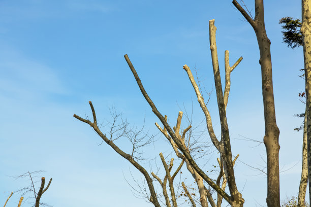 蓝天下的树木扭曲而光秃秃的图片下载