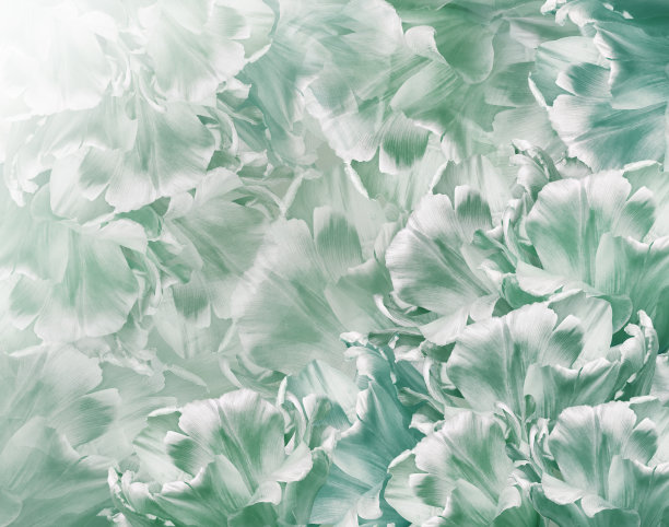 郁金香花淡绿松石。花的背景。特写镜头。大自然。图片下载