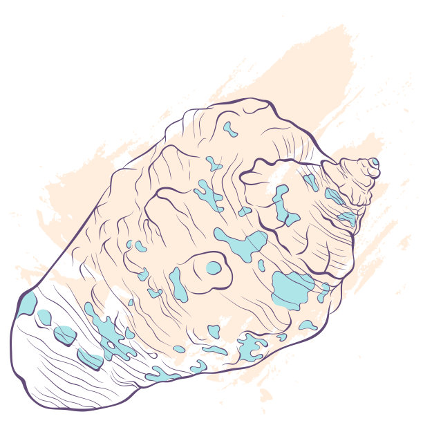 斑点的贝壳在垃圾背景图片下载