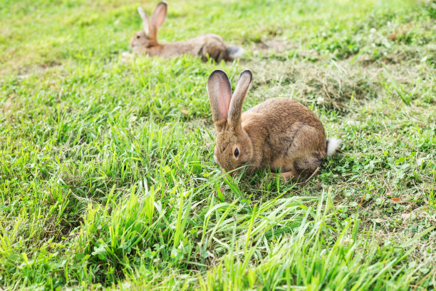 夏天傍晚，一只棕色的小兔子在草地上吃草。模糊的背景与复制空间。图片下载