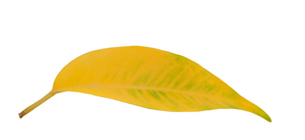 一个孤立的表。秋天的落叶。图片下载