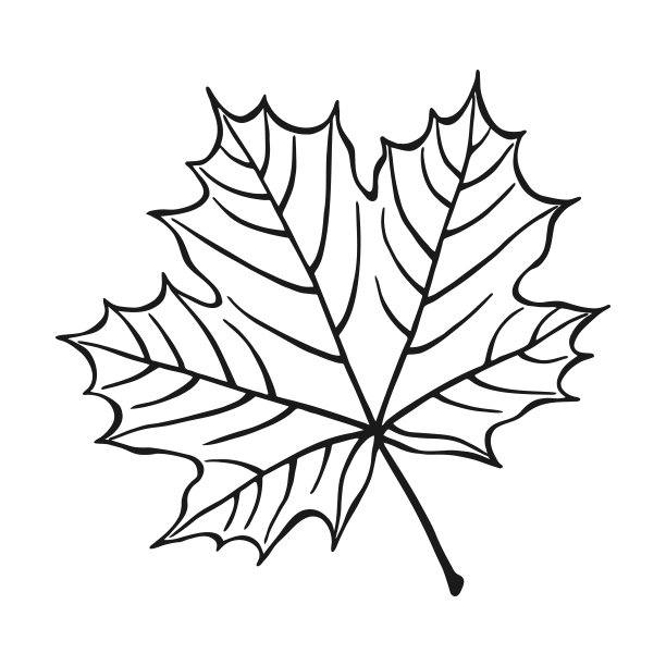 手绘枫叶轮廓。枫叶的线条艺术风格孤立在白色背景上。图片下载
