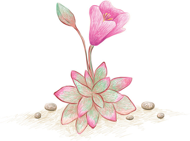 手绘素描红毛莲图片下载