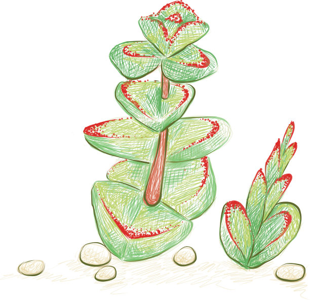 手绘草图，肉质木鸡图片下载