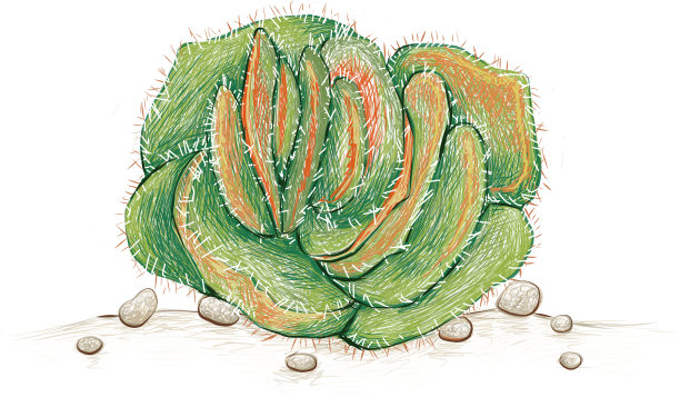 手绘草图，多肉的毛竹图片下载