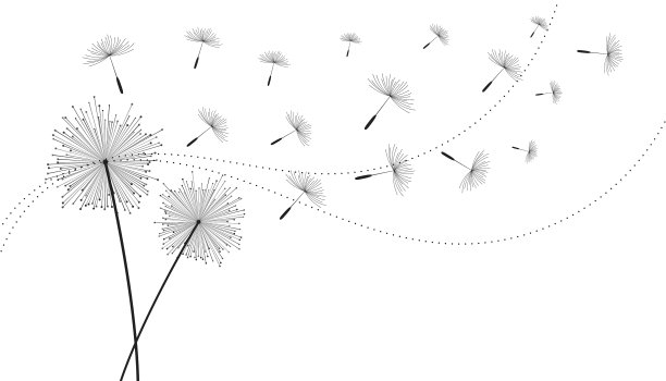 飞舞的蒲公英种子花背景图片下载