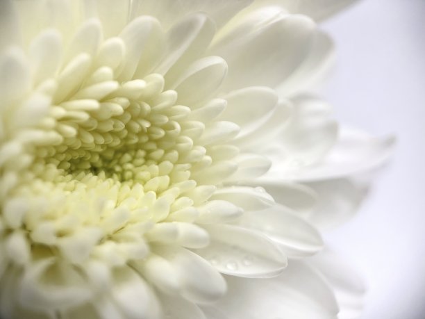 关闭白色菊花花粉白色花孤立的背景图片下载