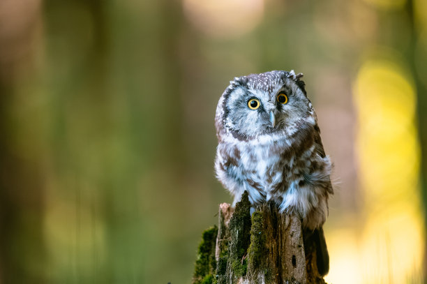 北方猫头鹰或腾格玛姆的猫头鹰(Aegolius funereus)，这只鸟坐在森林中的栖木上。背景色彩很美，模糊，美丽的散景。图片下载