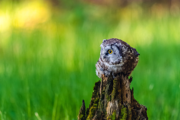 北方猫头鹰或腾格玛姆的猫头鹰(Aegolius funereus)，这只鸟坐在森林中的栖木上。背景色彩很美，模糊，美丽的散景。图片下载