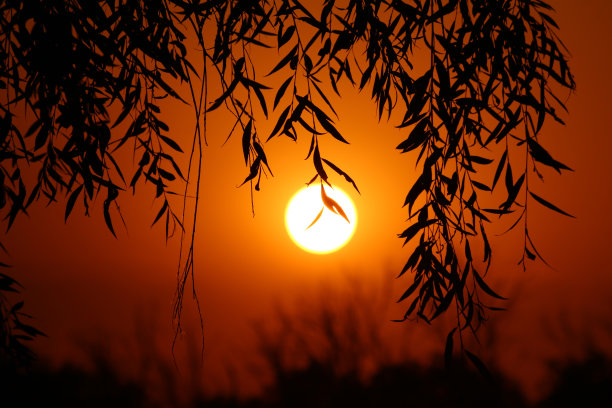 一张美丽的彩色照片，橙色的日落与树枝。地平线上的落日。大自然中宁静祥和的夜晚。温暖模糊背景。图片下载
