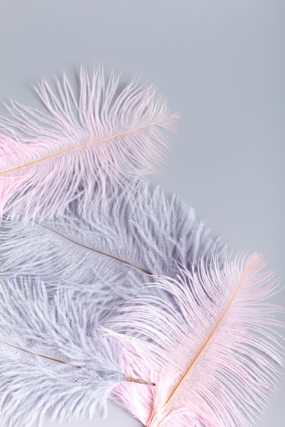 灰色背景上粉红色和灰色的鸟羽毛图片下载