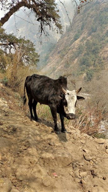 尼泊尔Langtang公园的一头牛图片下载