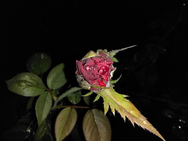 背面是一幅红色玫瑰的图片，黑色的花茎是绿色的。图片下载