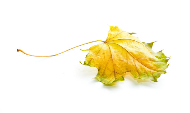 一幅秋天主题自然的枫叶形象。图片下载