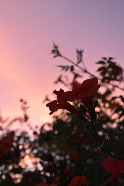 红花云集图片下载