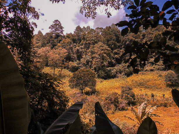 危地马拉乡村森林，创意色彩处理，不同色彩视觉。图片下载