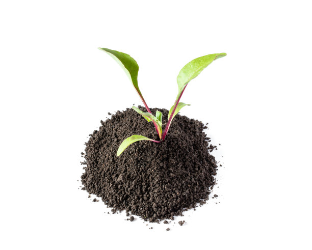 婴儿甜菜根发芽准备种植隔离在白色的背景图片下载