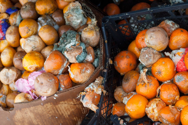 垃圾填埋场上腐烂的橘子图片下载