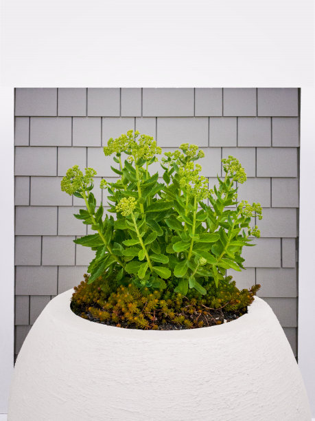 橙色石竹或景天植物在开普风格雪松墙前的白色花瓶。图片下载