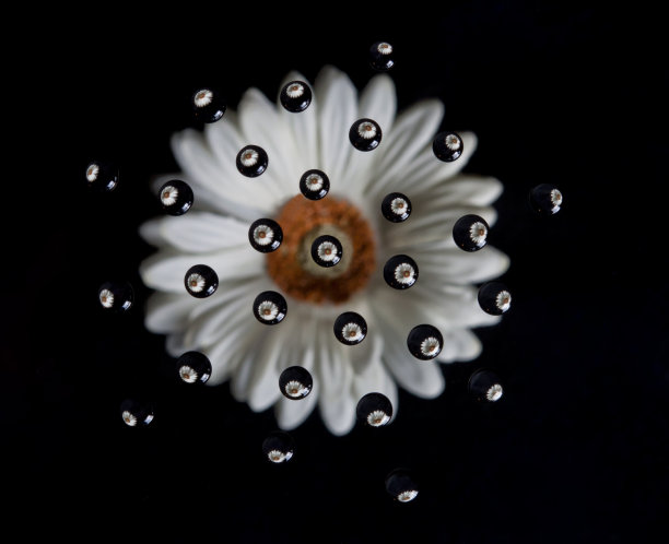 黛西水滴图片下载