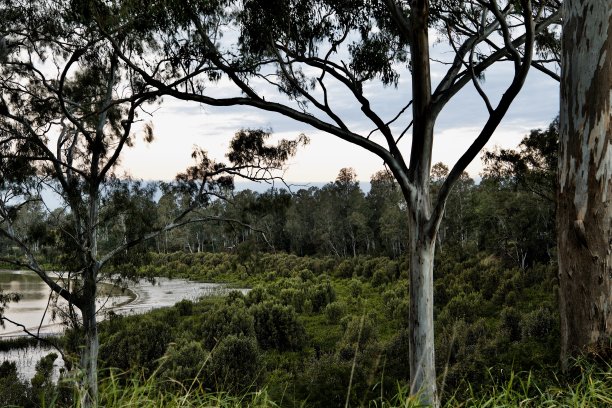 红树林和树木，贝尔博里，布里斯班图片下载