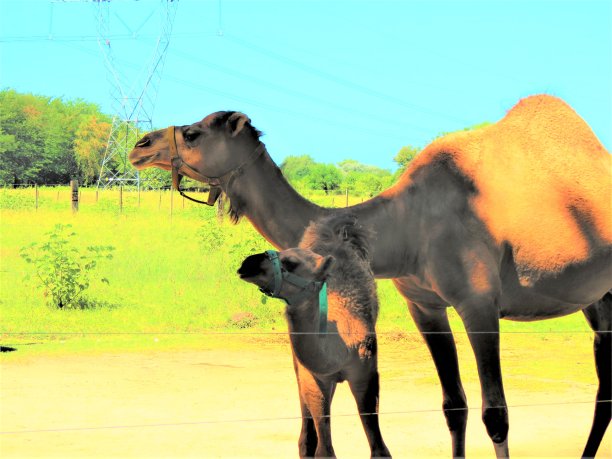 一只骆驼妈妈和她的小骆驼站在一起。图片下载