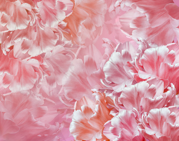 郁金香花淡红色。花的背景。特写镜头。大自然。图片下载