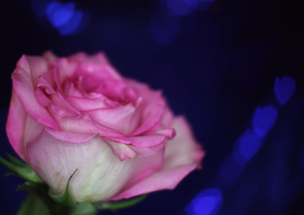 柔和的粉红玫瑰在蓝色散景背景图片下载