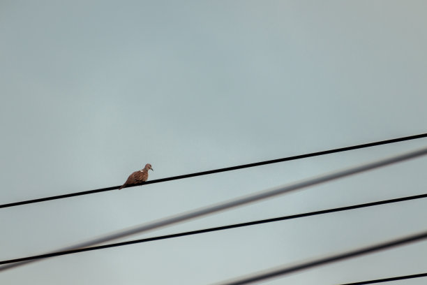 鸟儿站在电线上图片下载