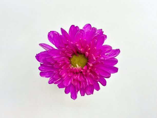 紫色菊花花粉粉红色的花分离在白色的背景图片下载